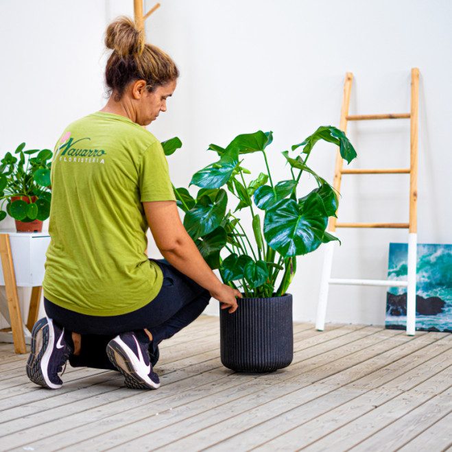 Comprar Monstera Barcelona Comprar Monstera Barcelona