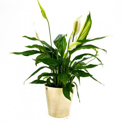 Comprar Spathiphyllum Barcelona