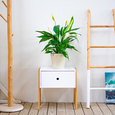 Comprar Spathiphyllum Barcelona