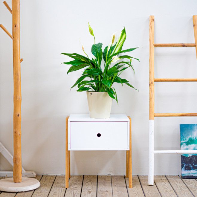Comprar Spathiphyllum Barcelona