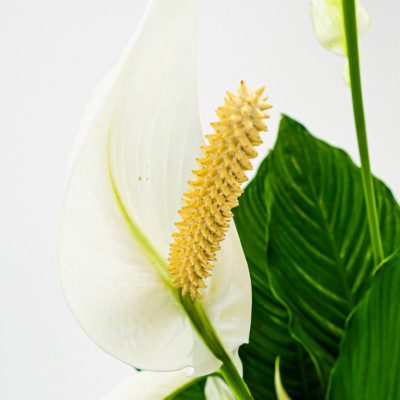 Comprar Spathiphyllum Barcelona