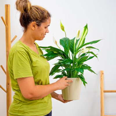 Comprar Spathiphyllum Barcelona