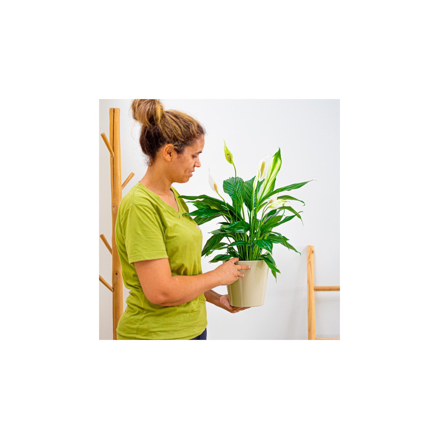 Comprar Spathiphyllum Barcelona