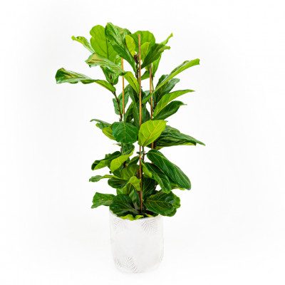 Comprar Ficus lyrata Barcelona