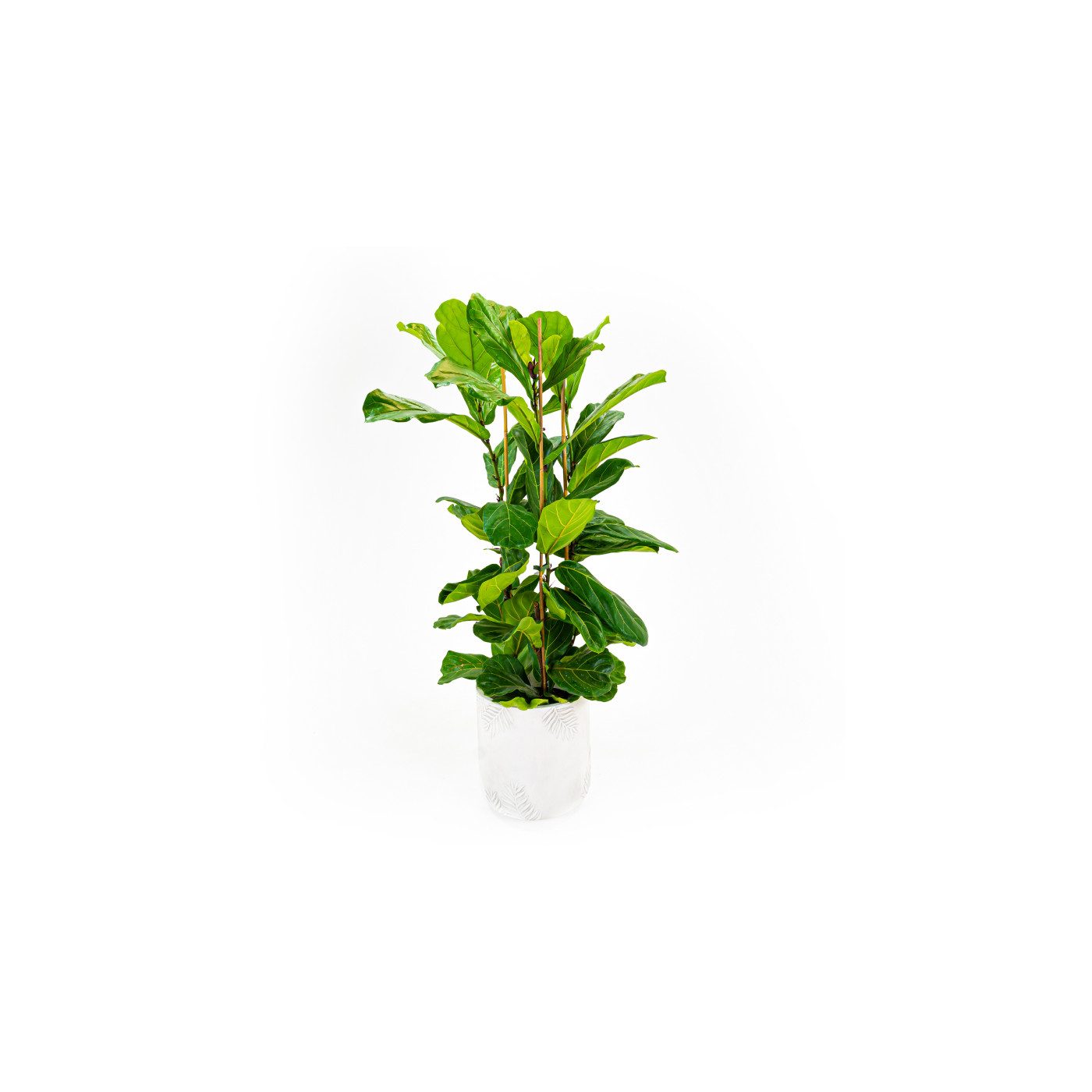 Comprar Ficus lyrata Barcelona