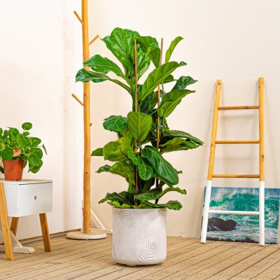 Comprar Ficus lyrata Barcelona