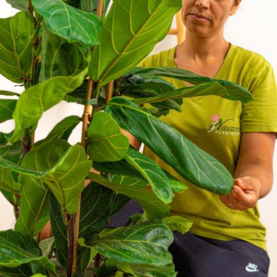 Comprar Ficus lyrata Barcelona