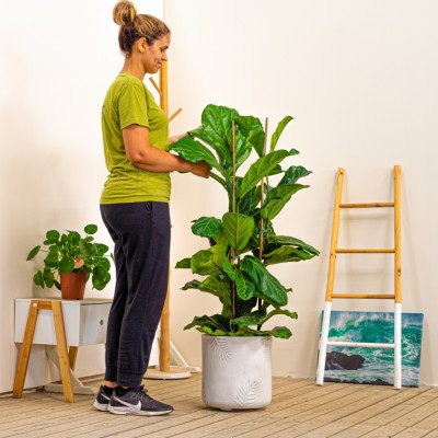 Comprar Ficus lyrata Barcelona
