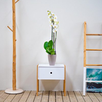 Comprar Phalaenopsis Barcelona