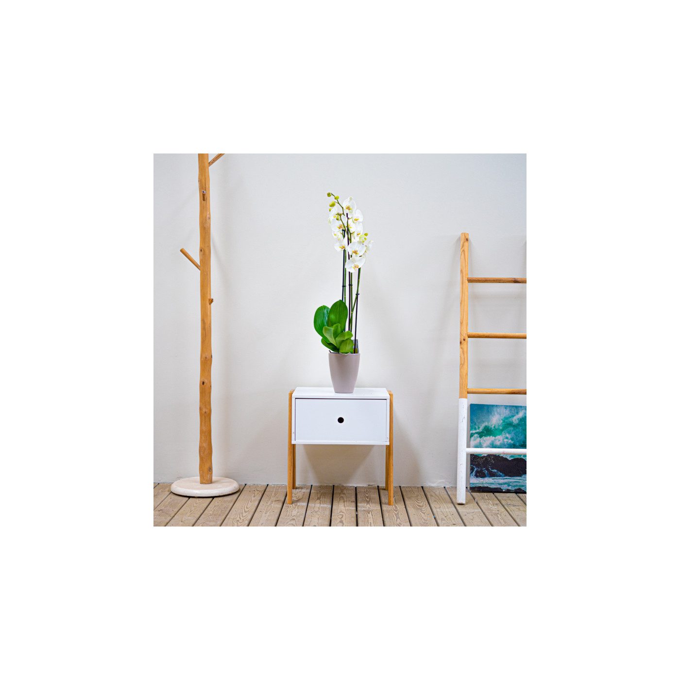 Comprar Phalaenopsis Barcelona