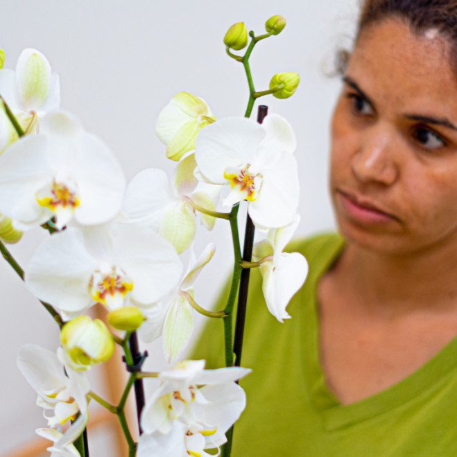 Comprar Phalaenopsis Barcelona