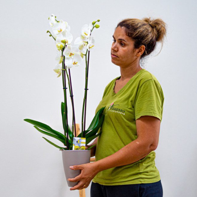 Comprar Phalaenopsis Barcelona