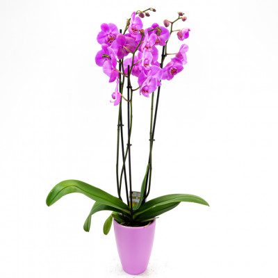 Comprar Phalaenopsis Barcelona