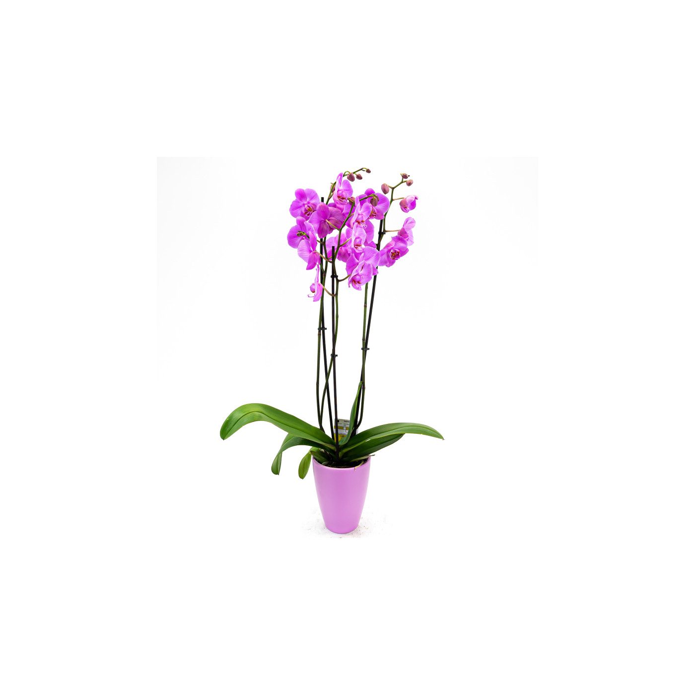 Comprar Phalaenopsis Barcelona