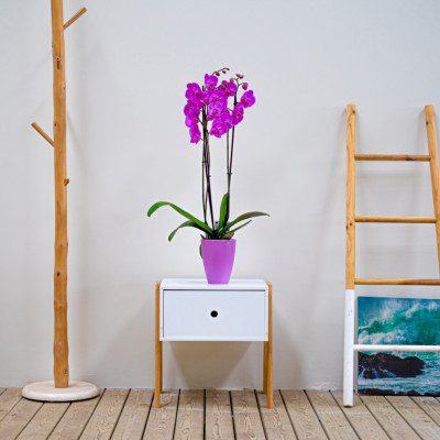 Comprar Phalaenopsis Barcelona