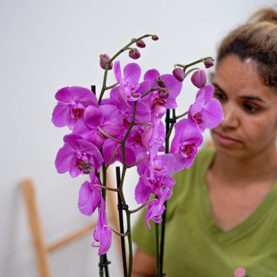 Comprar Phalaenopsis Barcelona