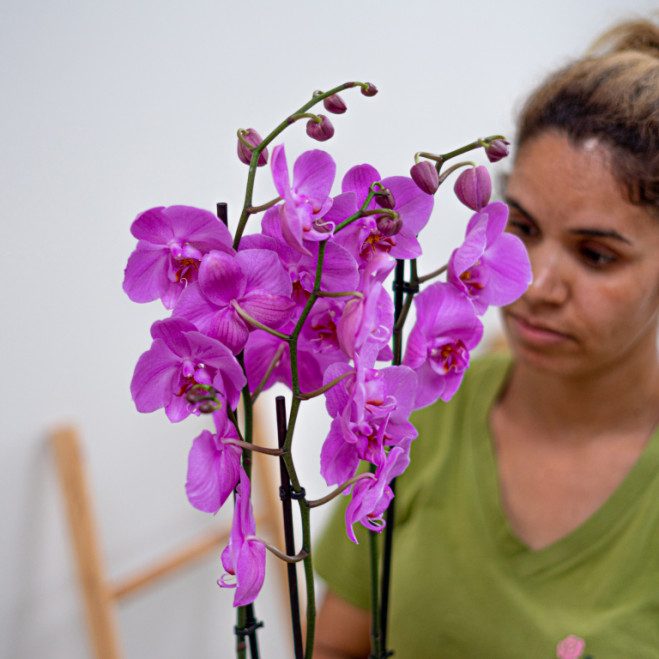 Comprar Phalaenopsis Barcelona