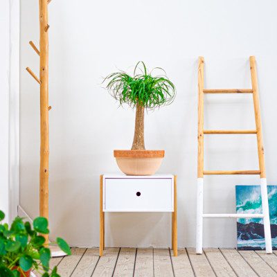 Comprar Beaucarnea Barcelona