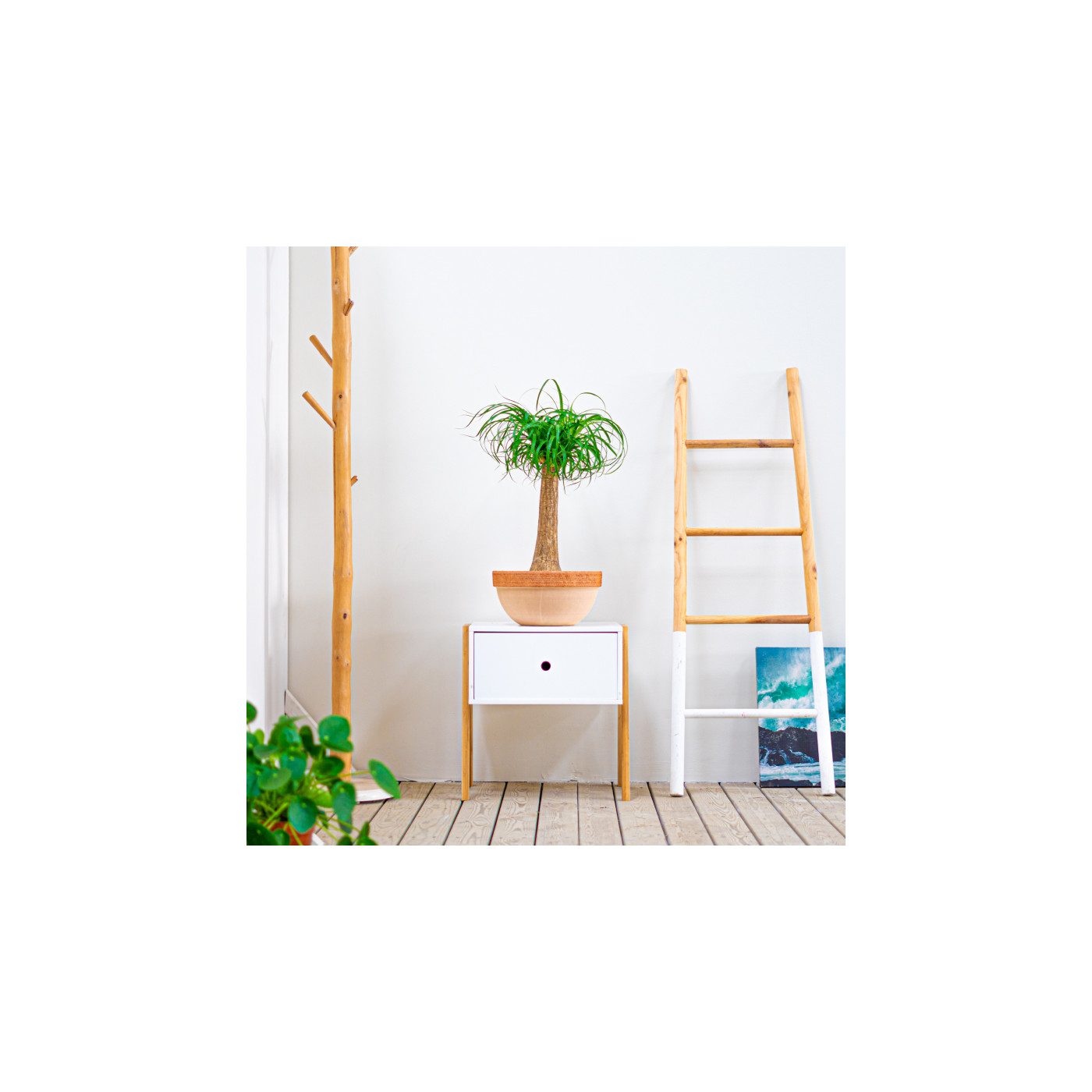 Comprar Beaucarnea Barcelona
