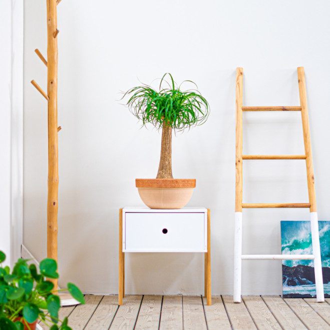 Comprar Beaucarnea Barcelona