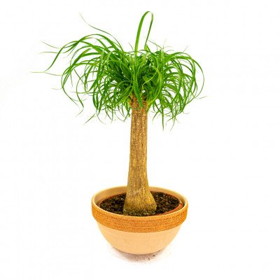 Comprar Beaucarnea Barcelona