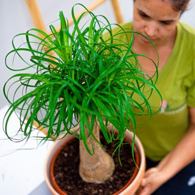 Comprar Beaucarnea Barcelona