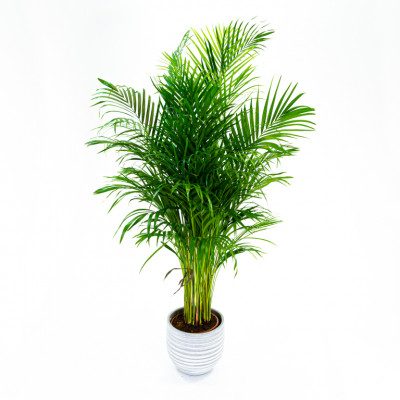 Comprar Areca Barcelona