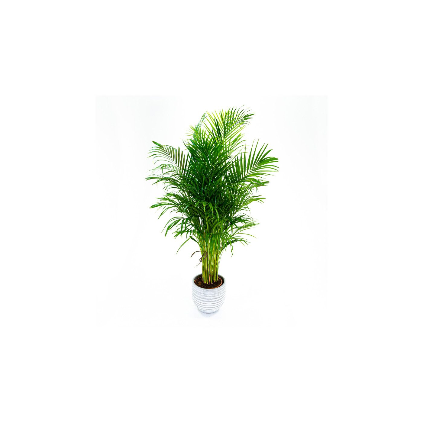 Comprar Areca Barcelona