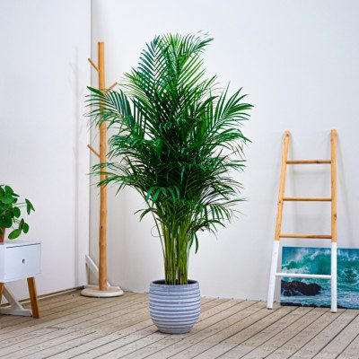 Comprar Areca Barcelona