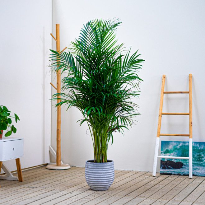 Comprar Areca Barcelona