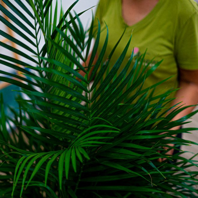 Comprar Areca Barcelona