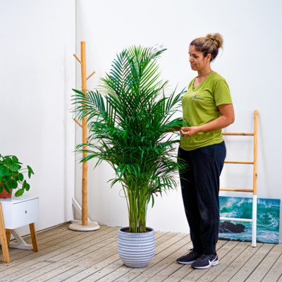 Comprar Areca Barcelona