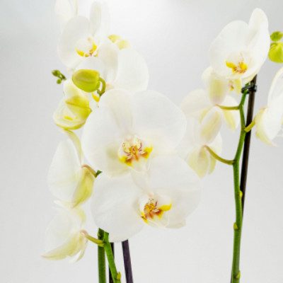 Comprar Phalaenopsis Barcelona