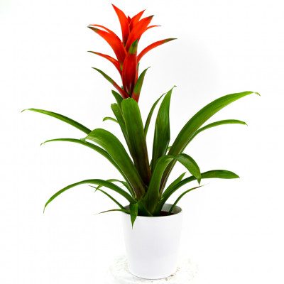 Comprar Guzmania Barcelona