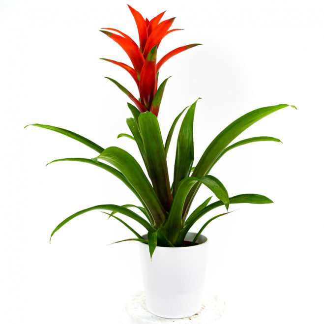 Comprar Guzmania Barcelona Comprar Guzmania Barcelona