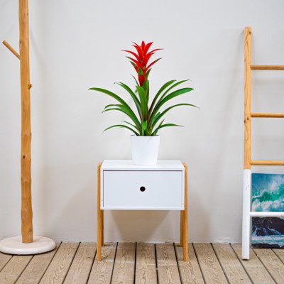 Comprar Guzmania Barcelona