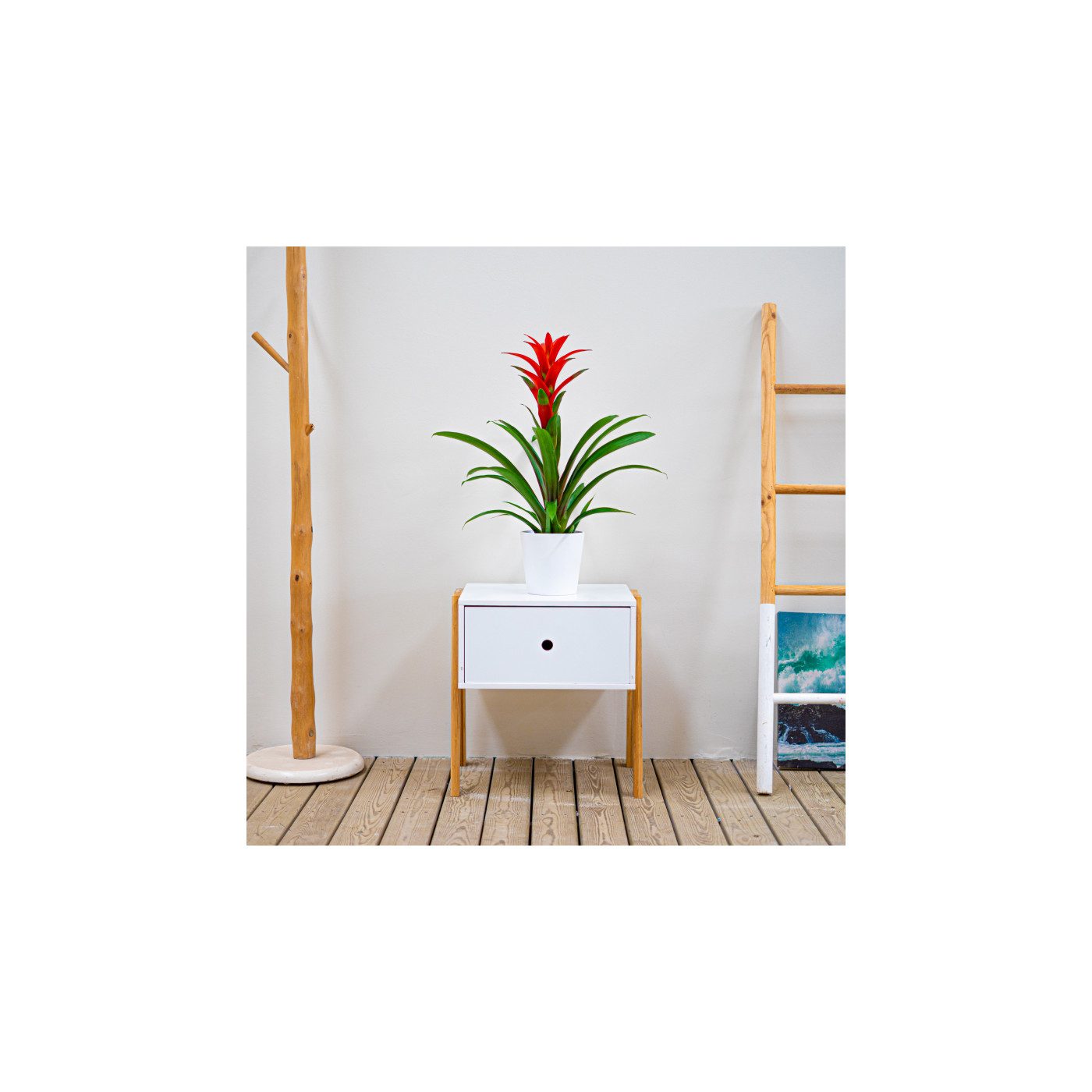 Comprar Guzmania Barcelona