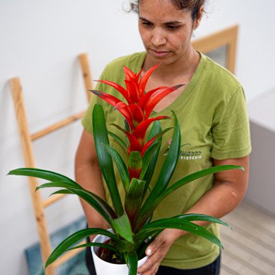 Comprar Guzmania Barcelona