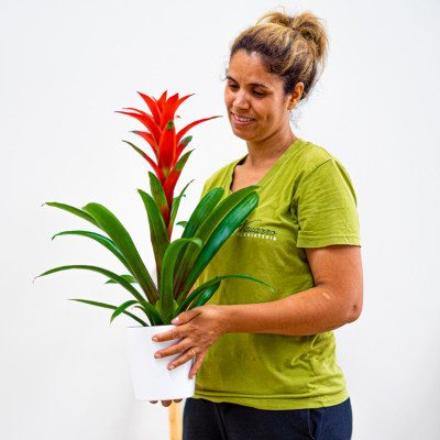 Comprar Guzmania Barcelona