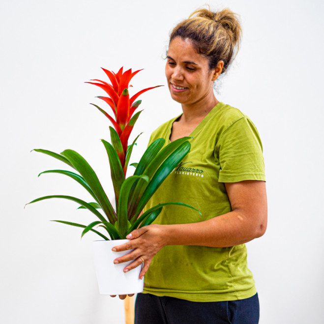 Comprar Guzmania Barcelona Comprar Guzmania Barcelona