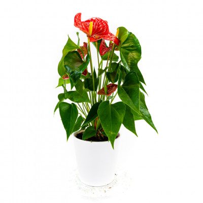 Comprar Anthurium Barcelona
