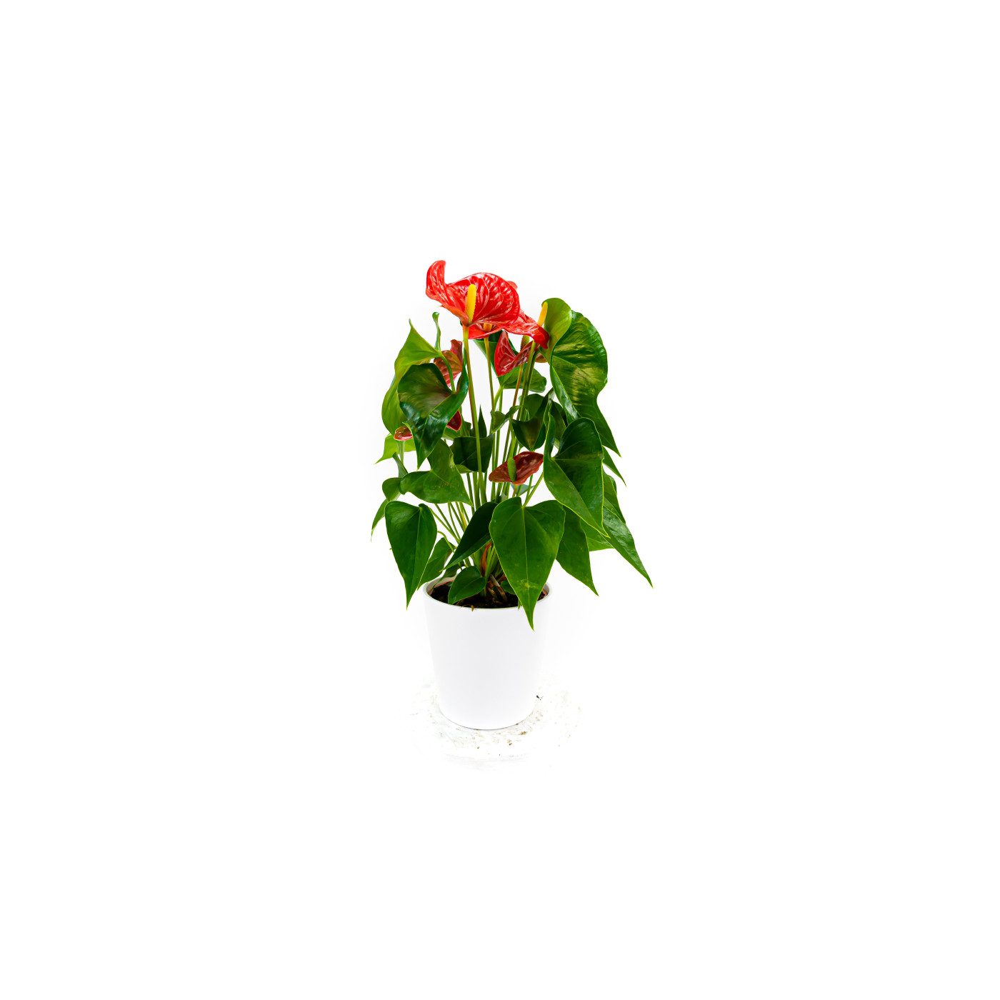 Comprar Anthurium Barcelona