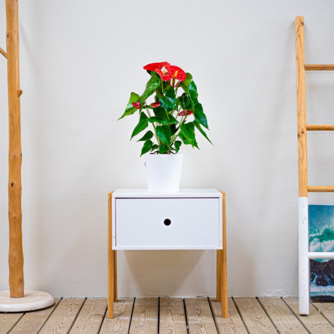 Comprar Anthurium Barcelona Comprar Anthurium Barcelona