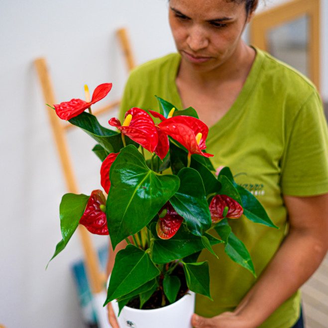 Comprar Anthurium Barcelona Comprar Anthurium Barcelona