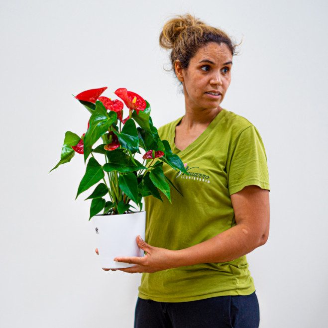 Comprar Anthurium Barcelona Comprar Anthurium Barcelona