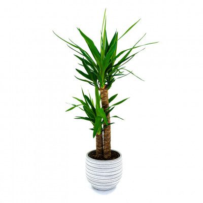 Comprar Yucca Barcelona