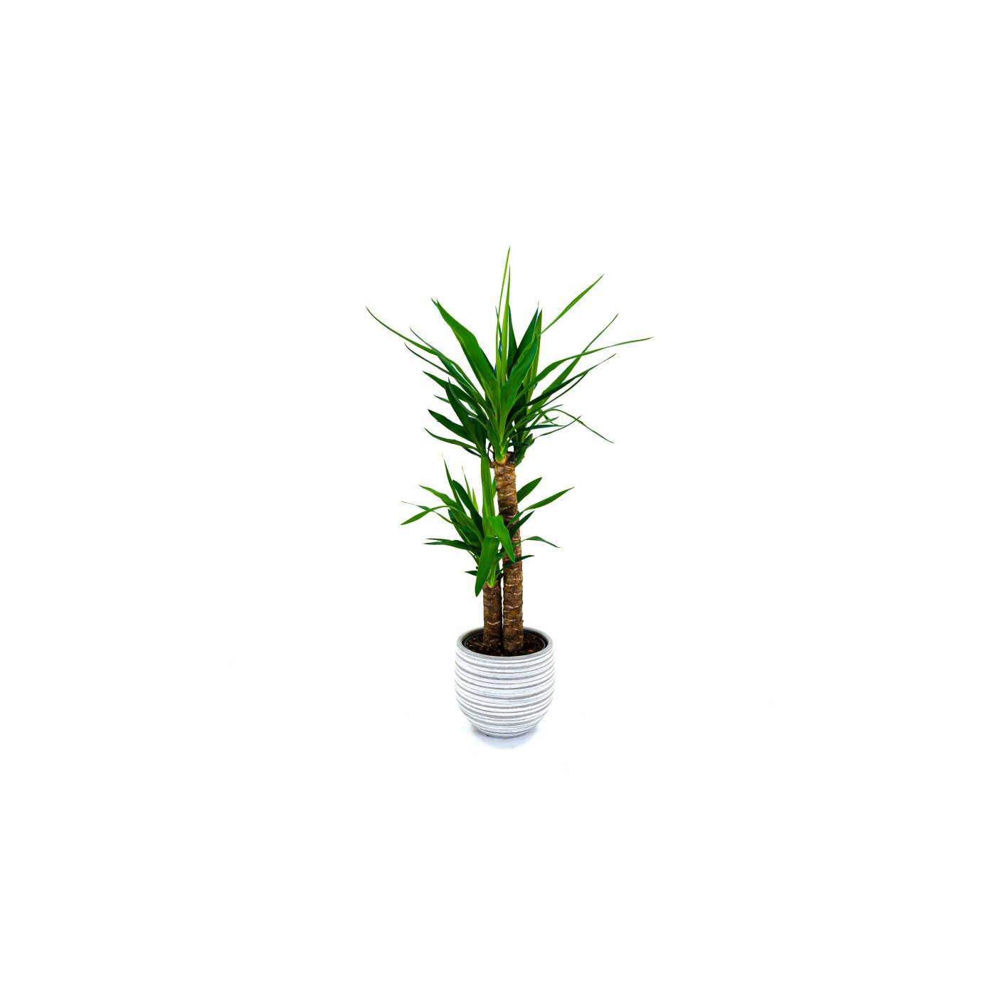 Comprar Yucca Barcelona