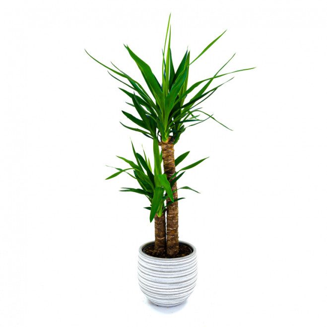 Comprar Yucca Barcelona Comprar Yucca Barcelona