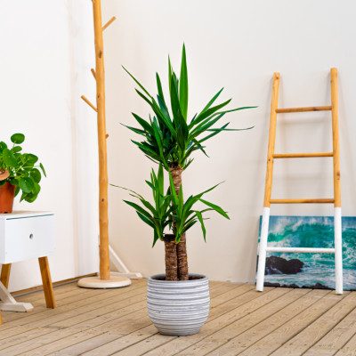 Comprar Yucca Barcelona