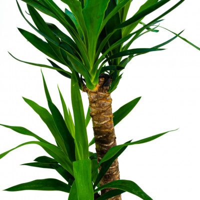 Comprar Yucca Barcelona